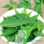 ৫ টি রূপ সমস্যা সমাধানে বহুগুণের নিমপাতা